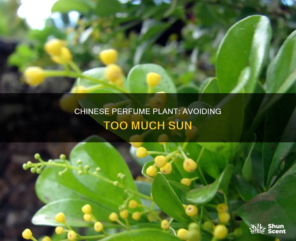 is chinese perfume plant getting too much sun