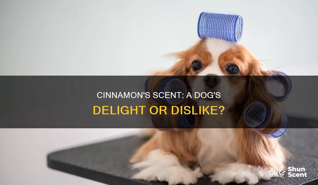 is cinnamon fragrance bad for dogs