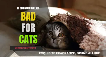 Cinnamon Incense and Cats: A Toxic Mix?