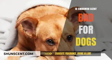Is Cinnamon Scent Safe for Dogs? Facts and Precautions