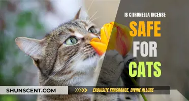 Incense and Cats: Is Citronella Safe?