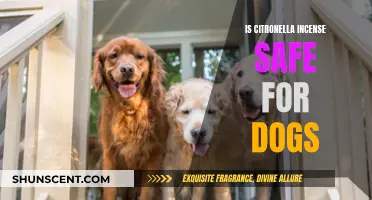 Incense and Canines: Is Citronella Safe for Dogs?