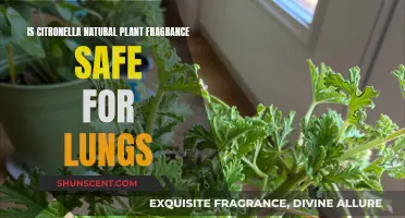 Citronella's Safety: Exploring Its Natural Plant Fragrance for Lung Health