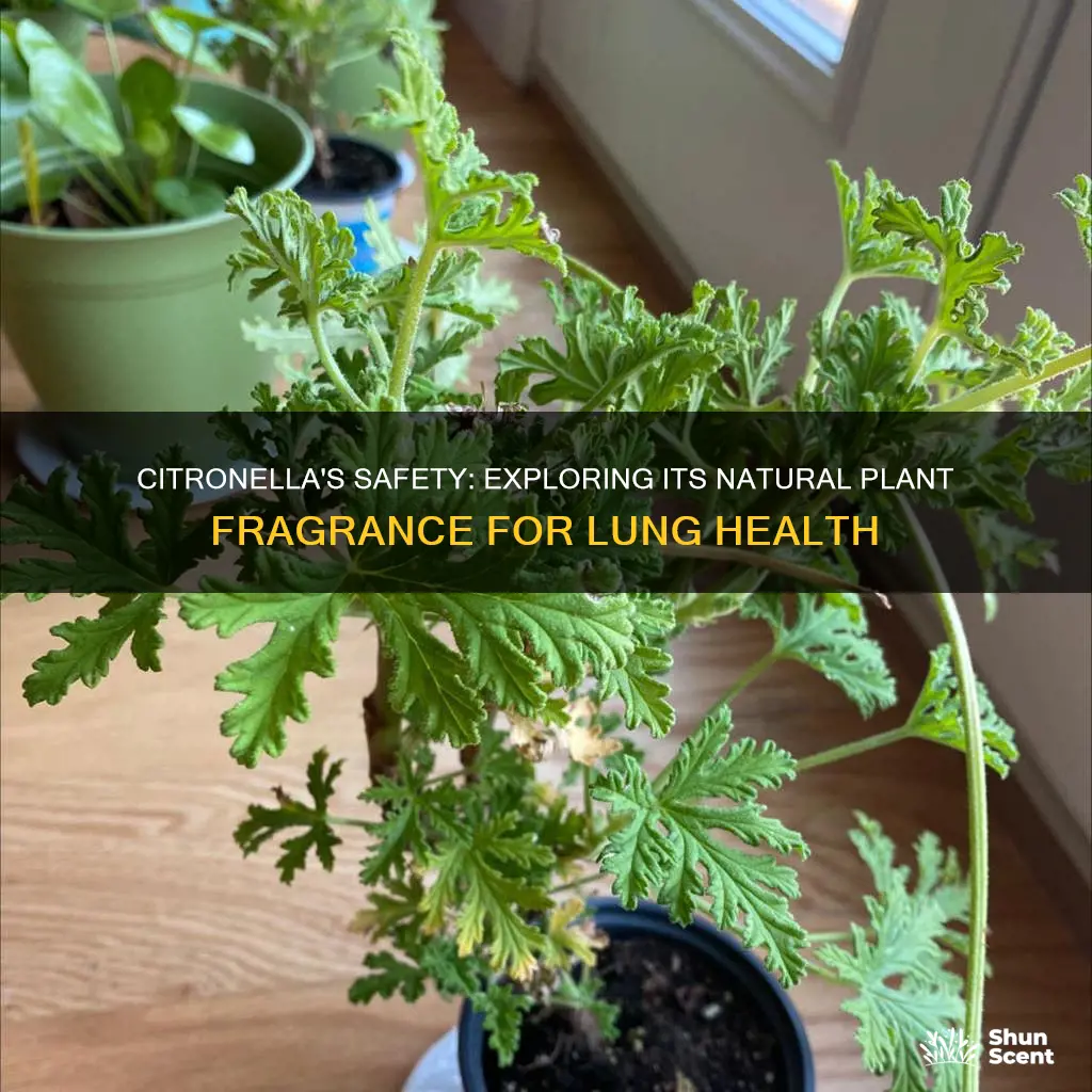 is citronella natural plant fragrance safe for lungs