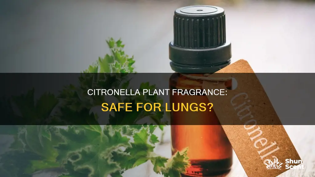 is citronella natural plant fragrance safe for lungs