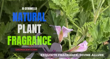 Citronella's Natural Plant Origin: Unveiling Its Scent Secrets