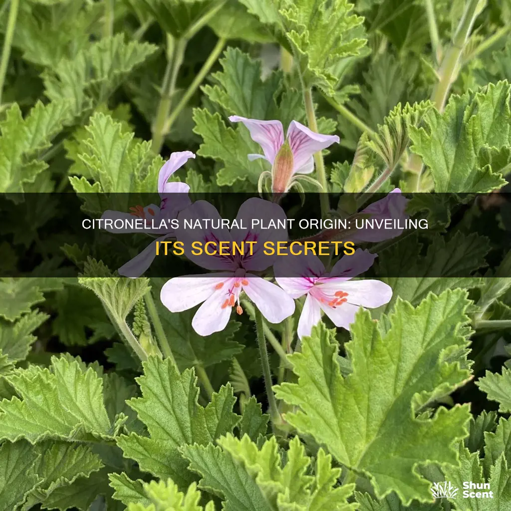 is citronella natural plant fragrance