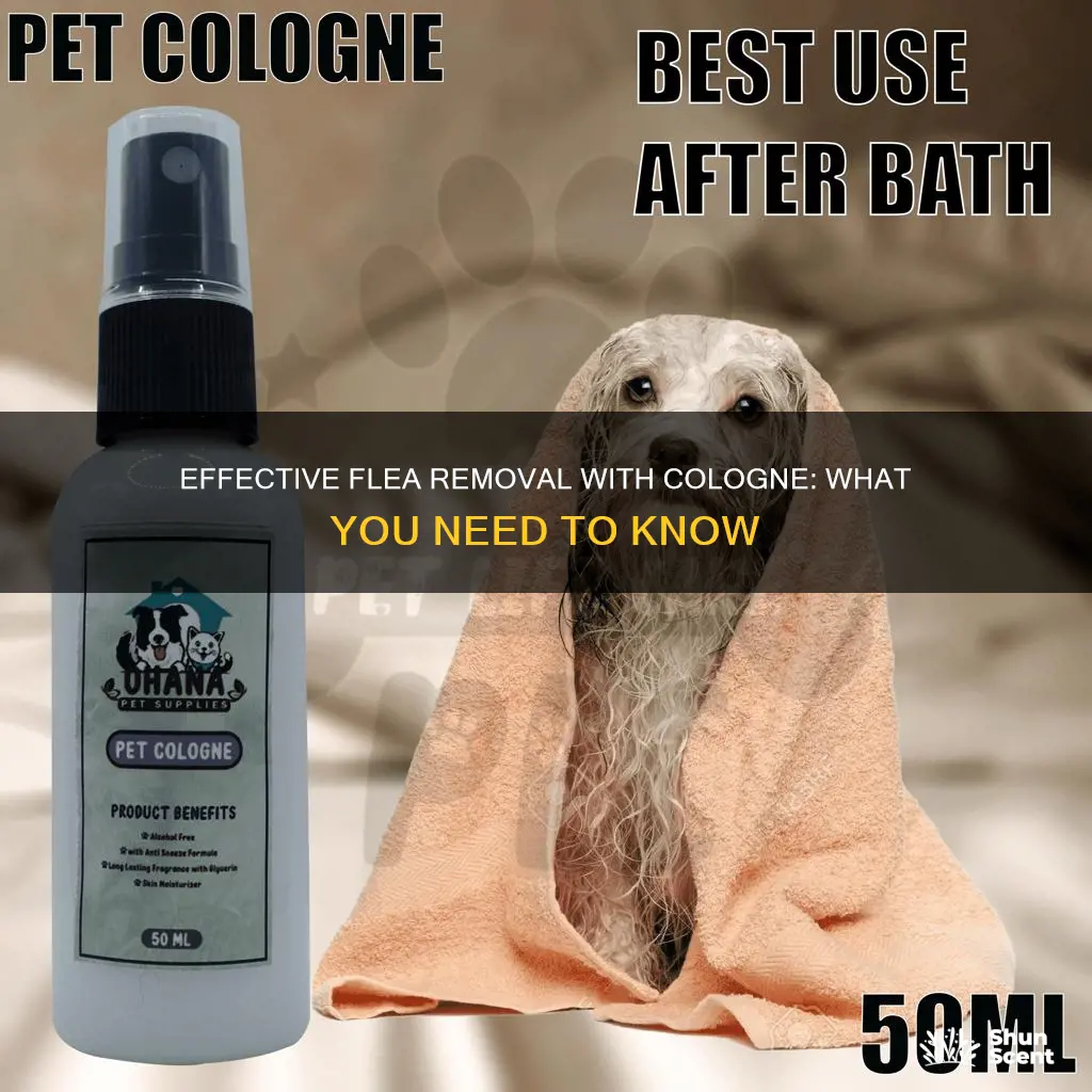 is cologne effective at removing fleas