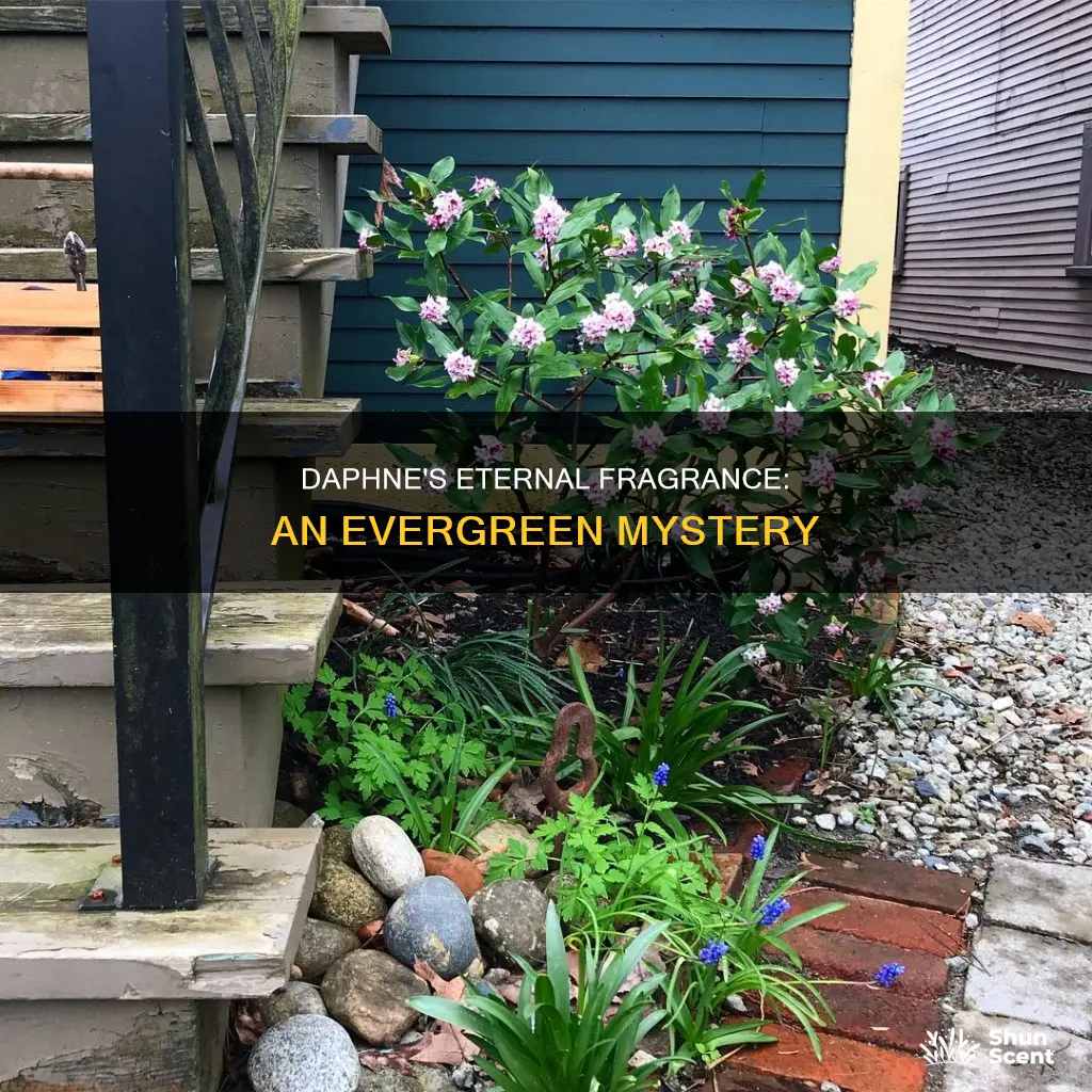 is daphne eternal fragrance evergreen