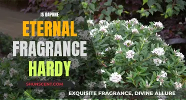 Daphne Eternal Fragrance: Hardy Perennial for Fragrant Gardens