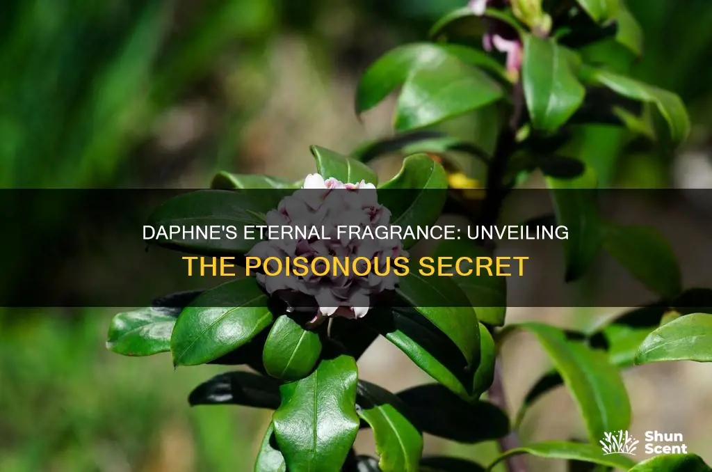 is daphne eternal fragrance poisonous