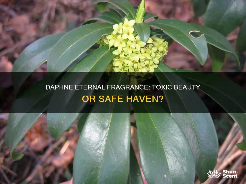 is daphne eternal fragrance poisonous