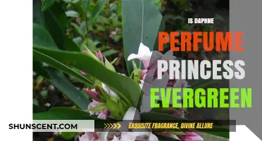 Daphne Perfume Princess: An Evergreen Fragrance?