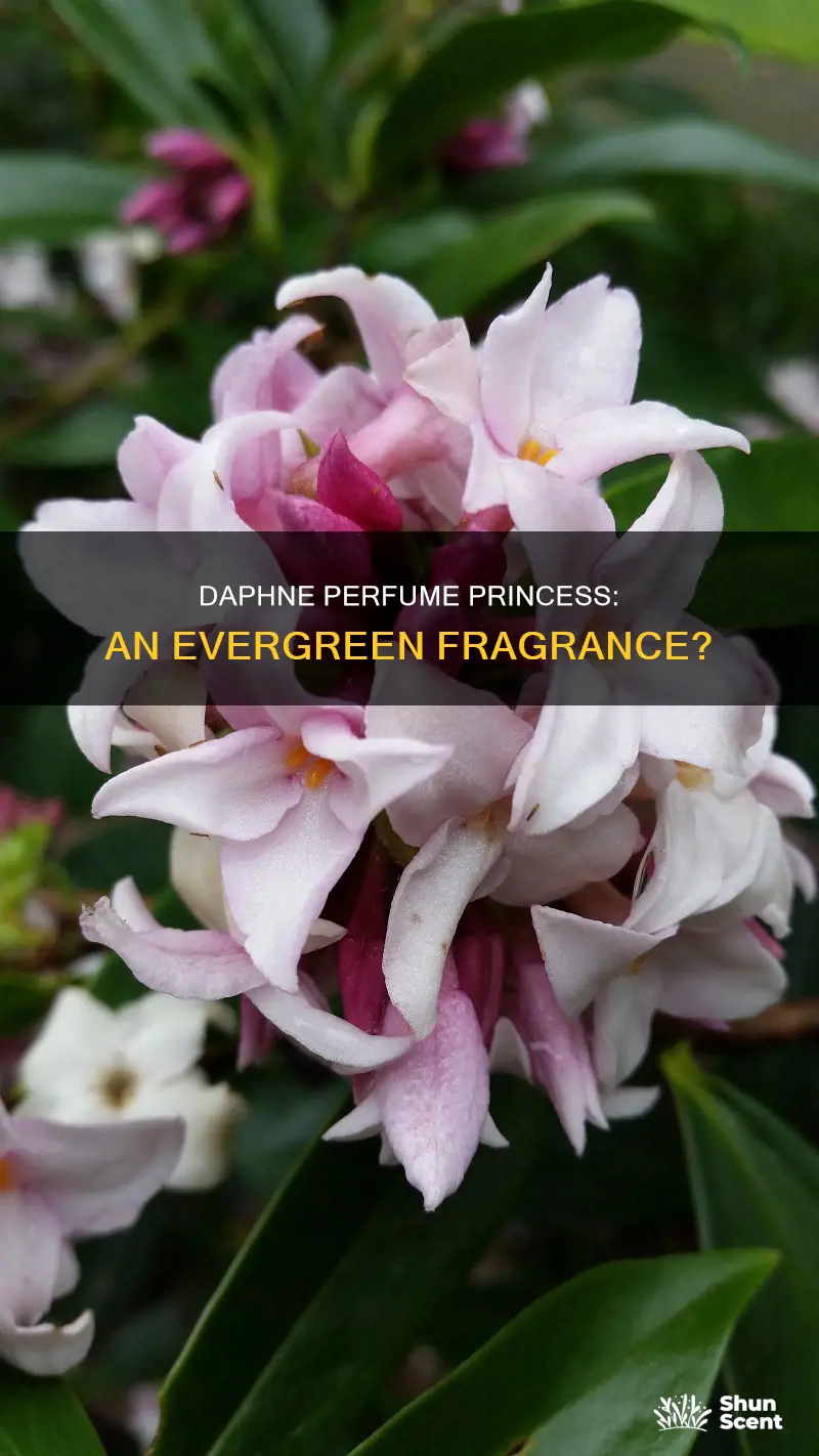 is daphne perfume princess evergreen