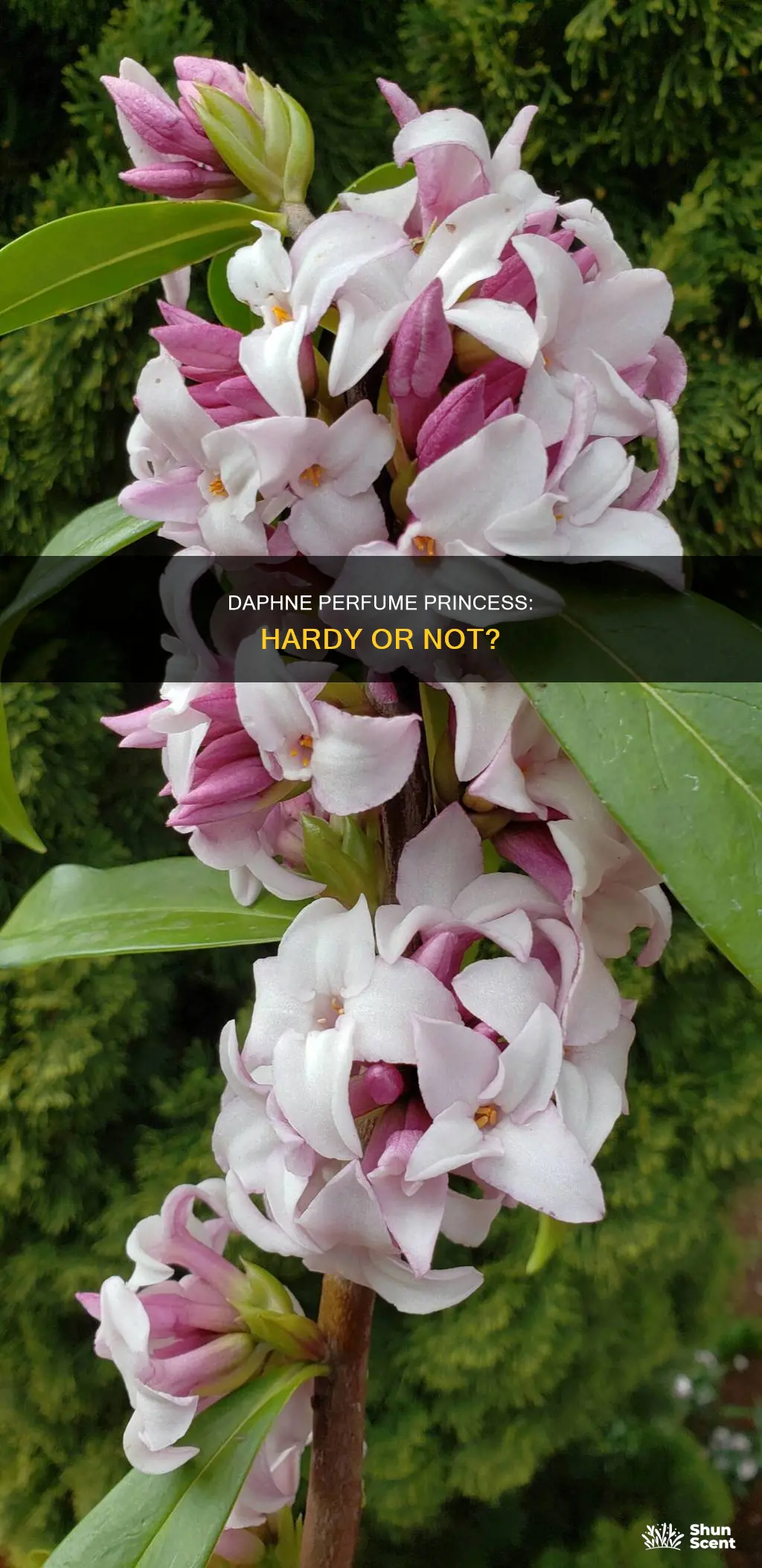 is daphne perfume princess frost hardy