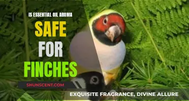 Aromatherapy Safety: Essential Oils and Finches