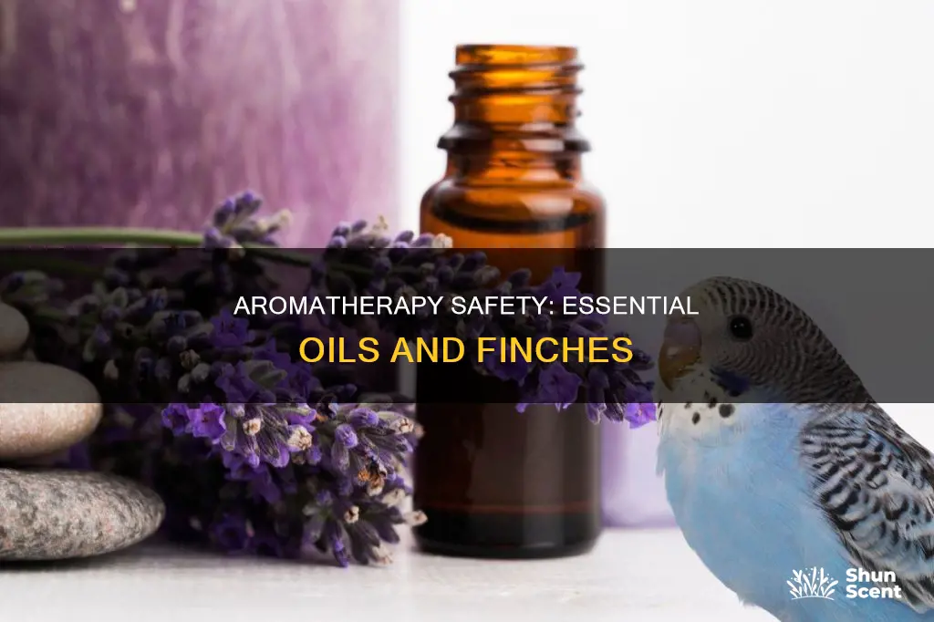 is essential oil aroma safe for finches