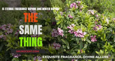 Daphne Varieties: Unveiling the Eternal Fragrance Mystery