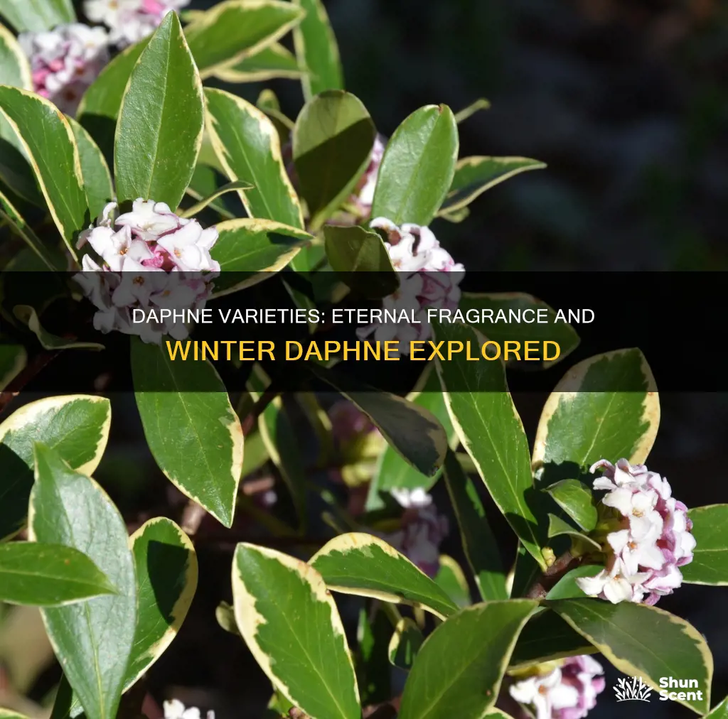 is eternal fragrance daphne and winter daphne the same thing