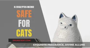 Eucalyptus Incense and Cats: Is It Safe?