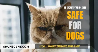 Incense and Canines: Is Burning Eucalyptus Safe for Dogs?