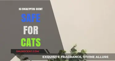 Is Eucalyptus Scent Safe for Cats? What Pet Owners Need to Know