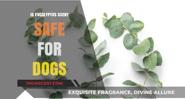 Is Eucalyptus Scent Safe for Dogs? A Pet Owner's Guide