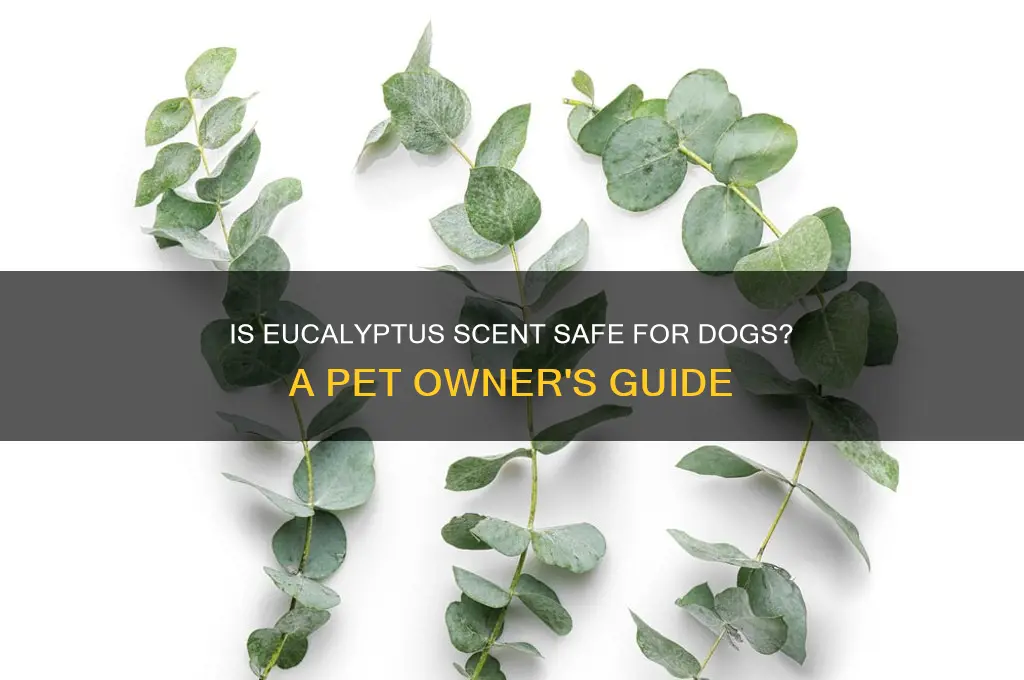 is eucalyptus scent safe for dogs