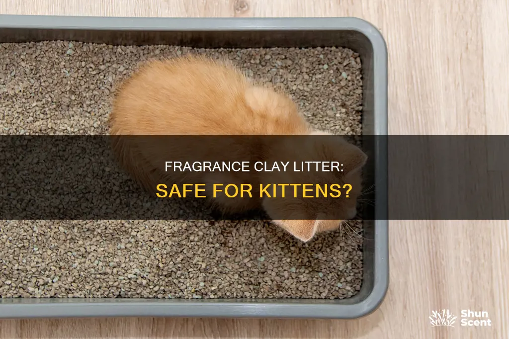 is fragrance clay litter safe for kittens