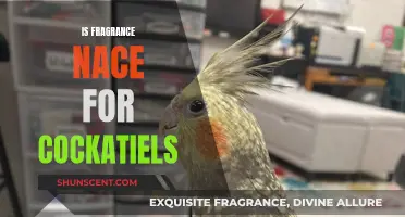 Cockatiel Fragrance: Nace's Natural Scent for Happy Birds