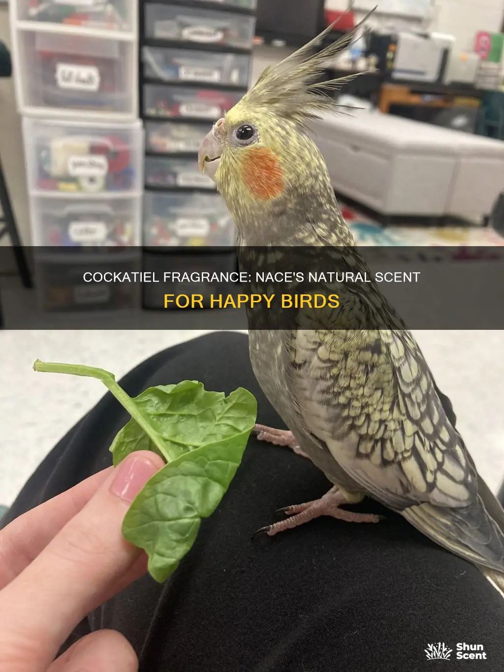 is fragrance nace for cockatiels