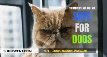 Is Frankincense Incense Safe for Dogs to Breathe?