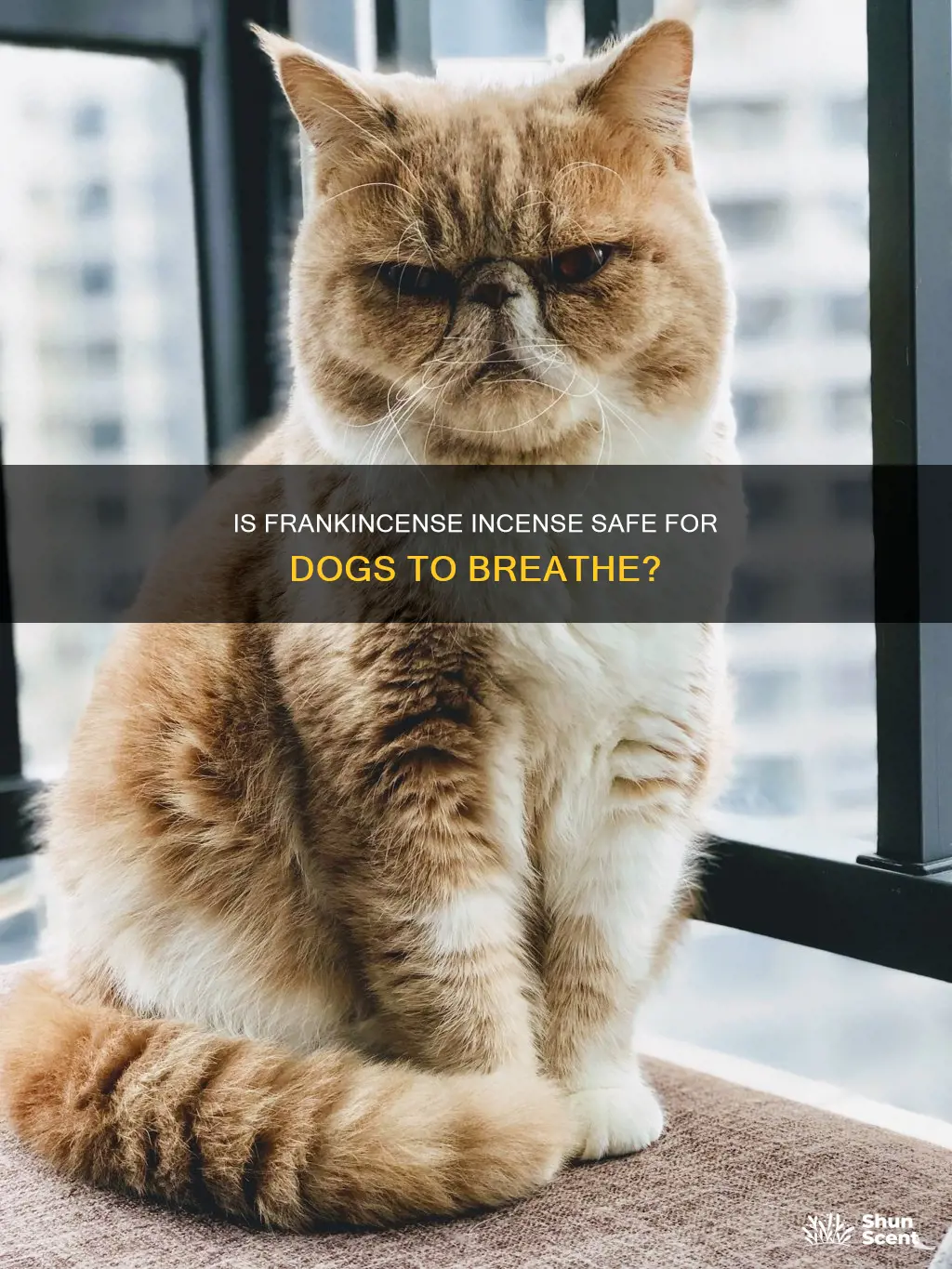 is frankensence incense safe for dogs