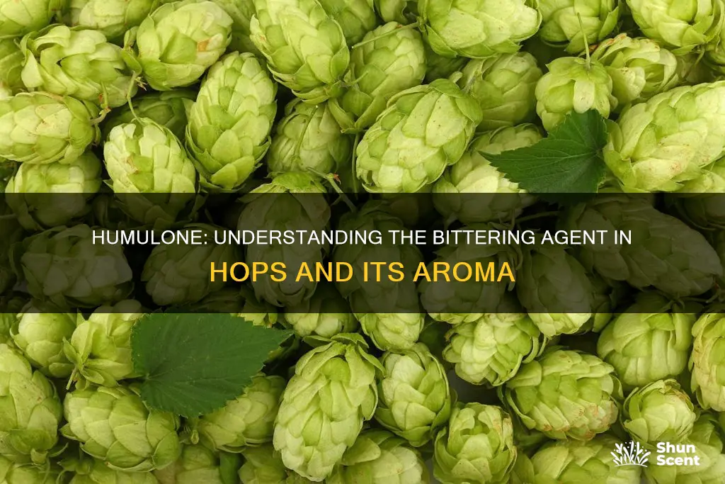 is humulone bittering or aroma hops