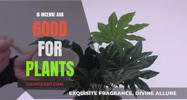Incense Ash: Plant Superfood or Harmful Dust?