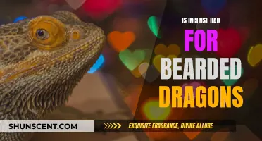 Incense and Bearded Dragons: A Safe Combination?