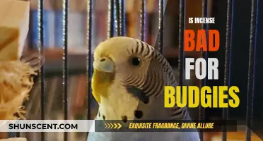 Incense and Budgies: A Toxic Relationship?