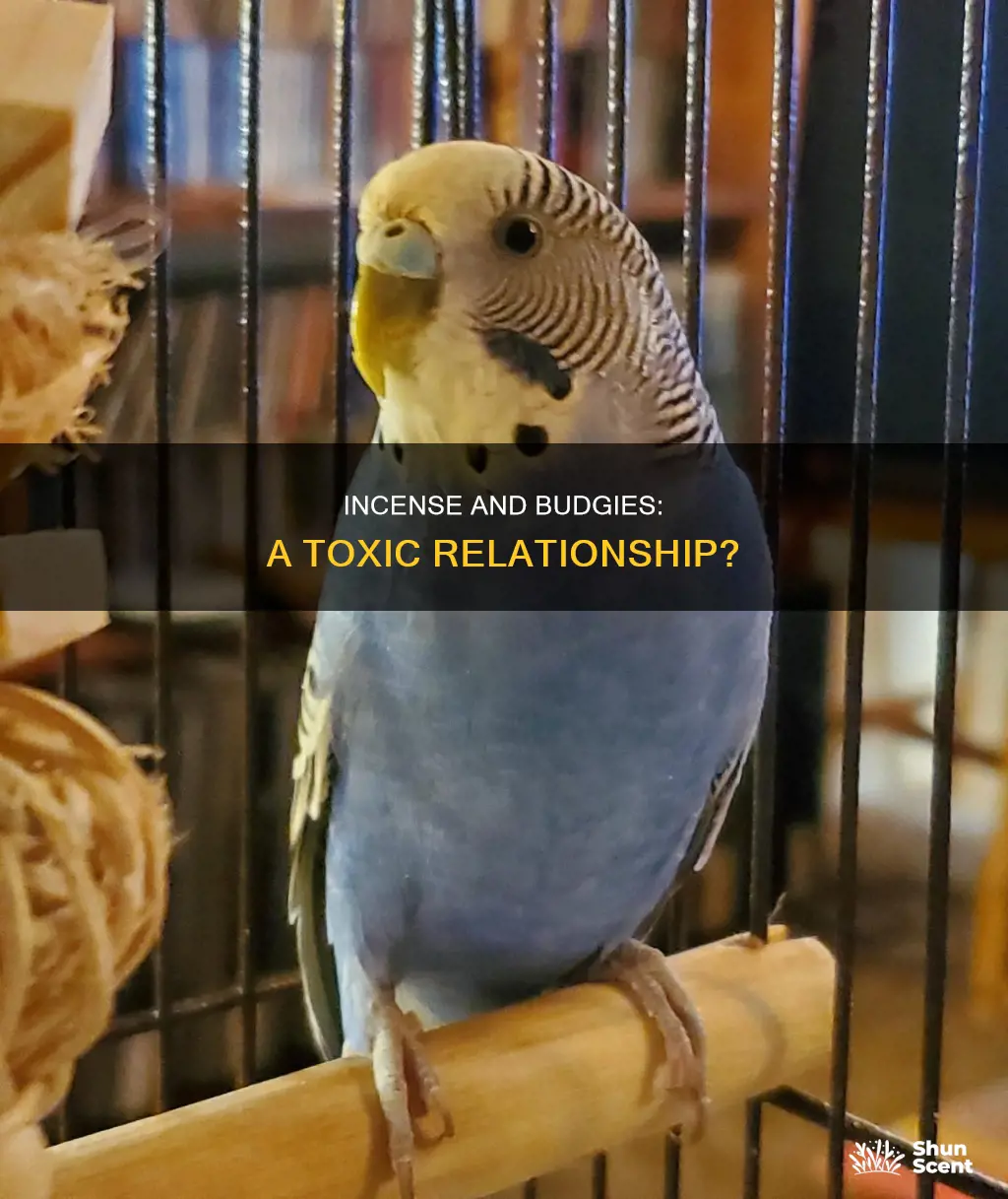 is incense bad for budgies