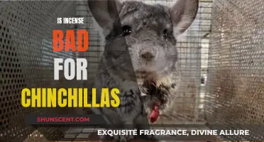 Incense and Chinchillas: A Potentially Harmful Mix?