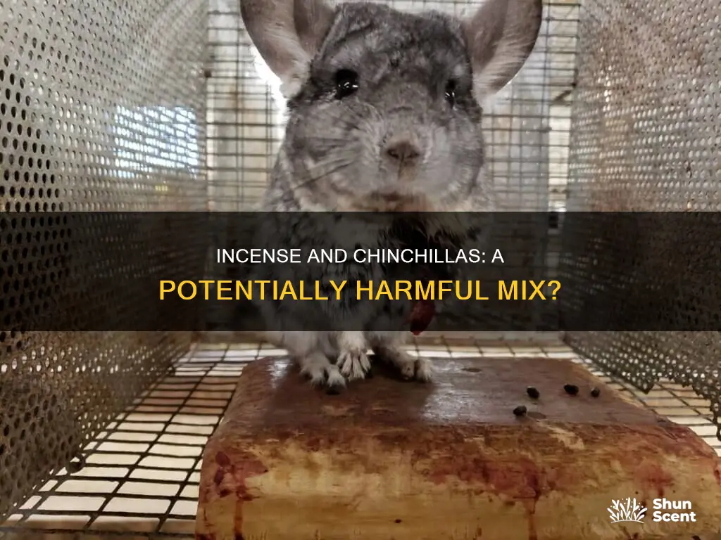 is incense bad for chinchillas