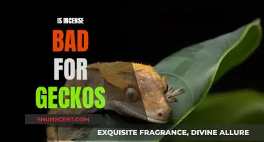 Incense Use Around Geckos: What You Need to Know