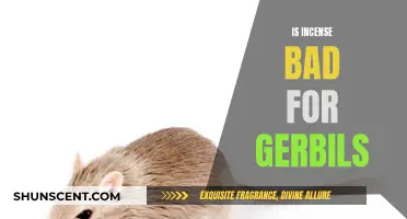 Incense Around Gerbils: Harmful or Harmless?
