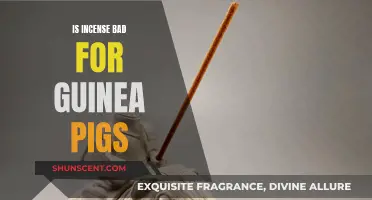 Incense's Impact on Guinea Pigs: Is It Safe?
