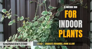 Incense and Indoor Plants: Harmful or Harmless?