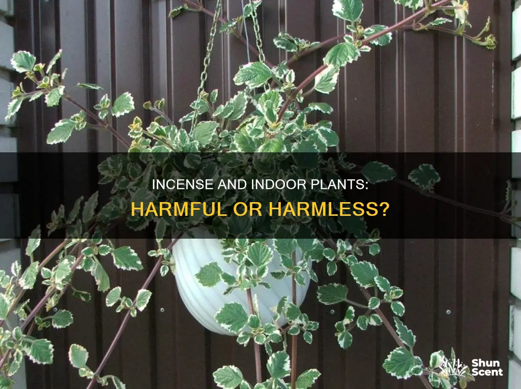 is incense bad for indoor plants