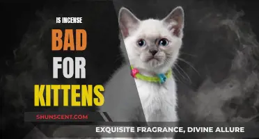 Incense and Kittens: What's the Real Danger?