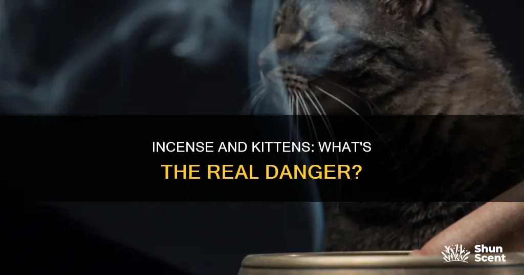 is incense bad for kittens