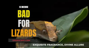 Incense and Lizards: A Toxic Relationship?