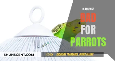 Incense and Parrots: A Toxic Combination?