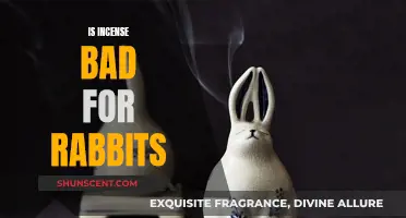 Incense and Rabbit Health: What You Need to Know